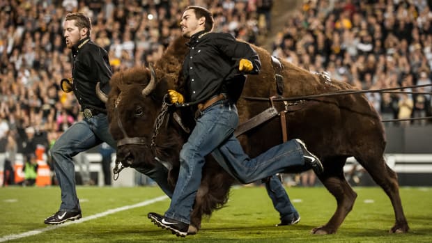 mannequin-challenge-colorado-buffaloes-mascot-ralphie-video.jpg
